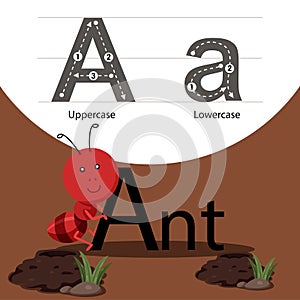 Illustrator of ant with a font photo