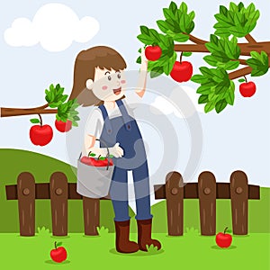 Illustrator of apple farm