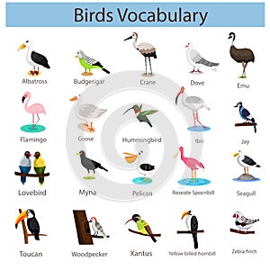 Illustrator of Bird Vocabulary