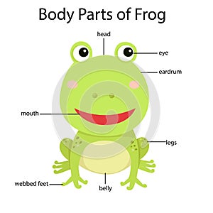 Illustrator of body parts of frog