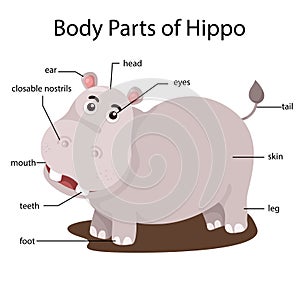 Illustrator of body parts of hippo