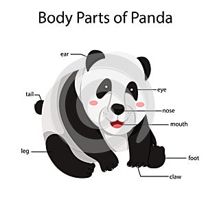 Illustrator of body parts of panda