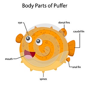 Illustrator of body parts of puffer