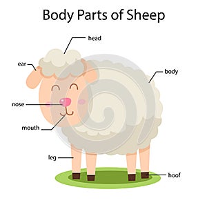 Illustrator of body parts of Sheep