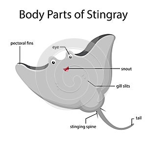 Illustrator of body parts of stingray