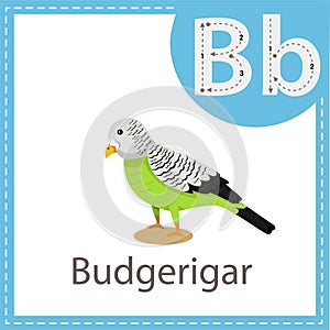 Illustrator of Budgerigar bird for education and kid