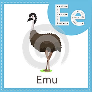 Illustrator of Emu bird for education and kid