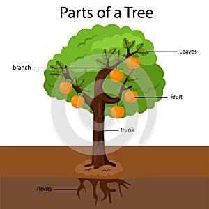 Illustrator parts of a tree