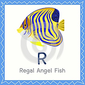 Illustrator of R for Regal Angel Fish animal