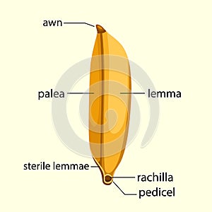 Illustrator of rice seed isolated