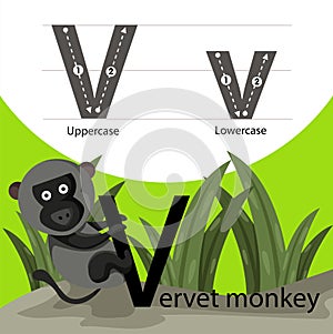 Illustrator of vervet monkey with v font photo