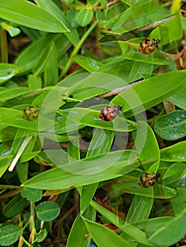 The Illution of Lady Bugs on The Grass