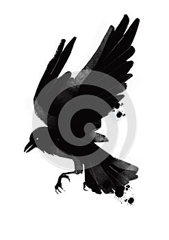 Illutration of black bird raven in gothic style ink