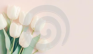 Illutration of white spring tulip flowers on pink background top view in flat lay style. Greeting card for Womens, Mothers Day,