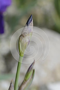 Illyrian iris