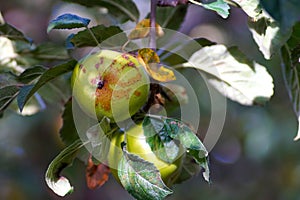 ilness of an apple in  an orchard photo