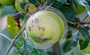 ilness on the apples in an orchard, pictured in july