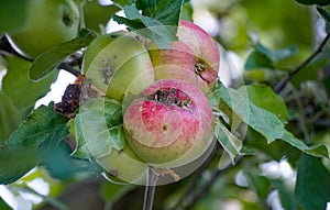 ilness on the apples in an orchard, pictured in july photo