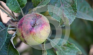 ilness on the apples in an orchard, pictured in july