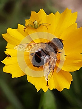 Ilnitsa with a spider and midge on a yellow flower