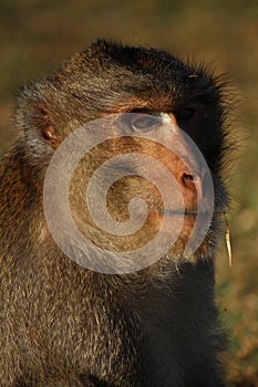 Portrait of a male cambodian macaque. photo