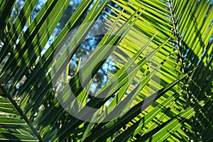 Iluminated palm leaves with sun beams against blue sky. Sun throw palm leaf. Spring summer tropic vacantion background.