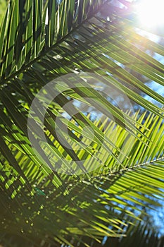 Iluminated palm leaves with sun beams against blue sky. Sun throw palm leaf. Spring summer tropic vacantion background.