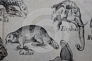 Ilustracion de un castor y de varios animales.