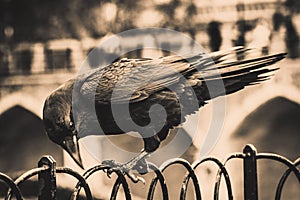 Ilustration of a black crow standing on a fence using its grapples while chopping with its beak
