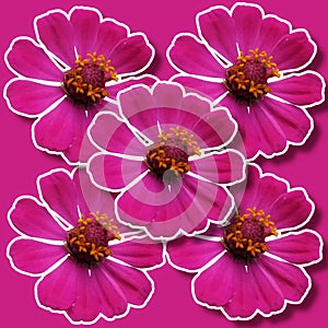 Ilustrator of pink flower