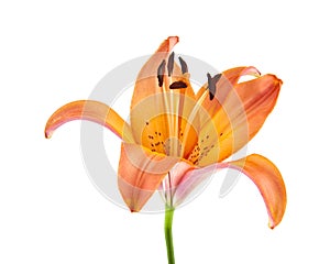 ily flower isolated on white background.