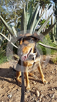 dog sitting in a park