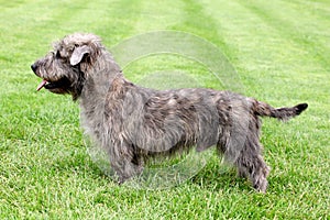 Imaal Terrier on a green grass lawn