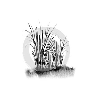 Image of ablack reed or bulrush on a white background.Isolated watercolor drawing. photo