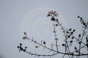 Image for abstract background leaves autumn branches light and shadow darkness monochrome sky background