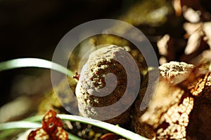 Image of an acorn in the autumn forest