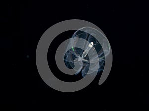 Image of an acorn worm at night.