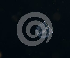 Image of an acorn worm at night.