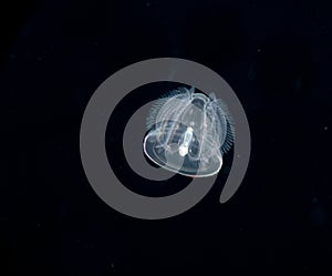 Image of an acorn worm at night.