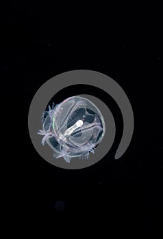 Image of an acorn worm at night.