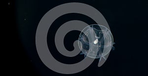 Image of an acorn worm at night.