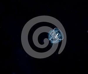 Image of an acorn worm at night.