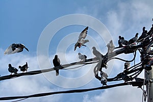 Actividades de Salvaje paloma a cuervo volador alrededor eléctrico calles polo 