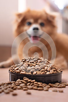 An image of adorable brown dog with pellet