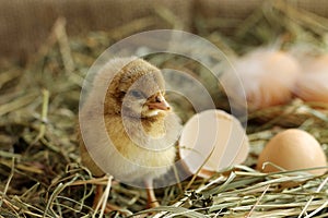 Image of adorable hatched chick, close-up