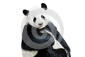 Image of an adorable panda facing camera