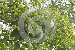 Image of aegle marmelos correa fruit on the tree.