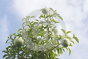 Image of aegle marmelos correa fruit on the tree.