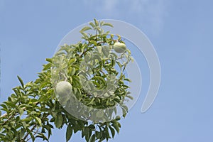 Image of aegle marmelos correa fruit on the tree.