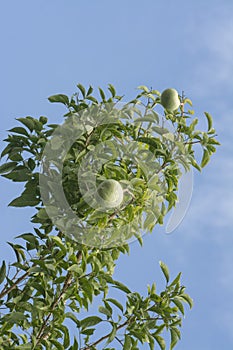 Image of aegle marmelos correa fruit on the tree.